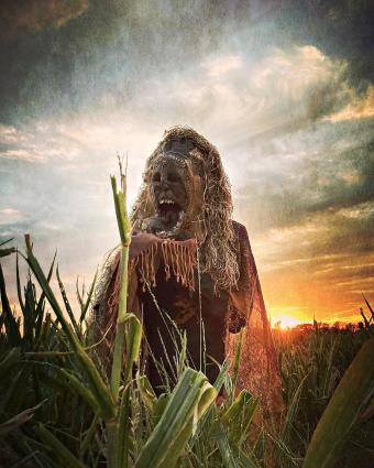 Ak chamel in Cornfield